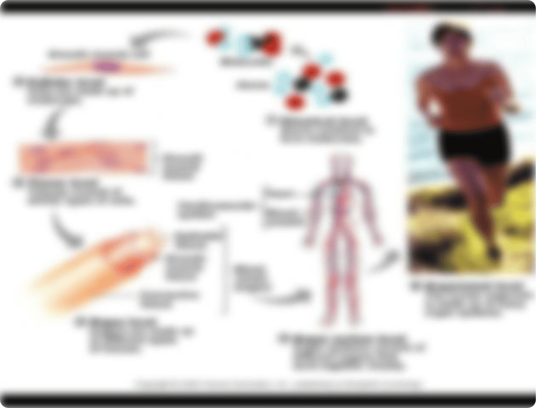 Chapter 1 introduction to human anatomy & physiolgy_d54skwiq9ek_page5