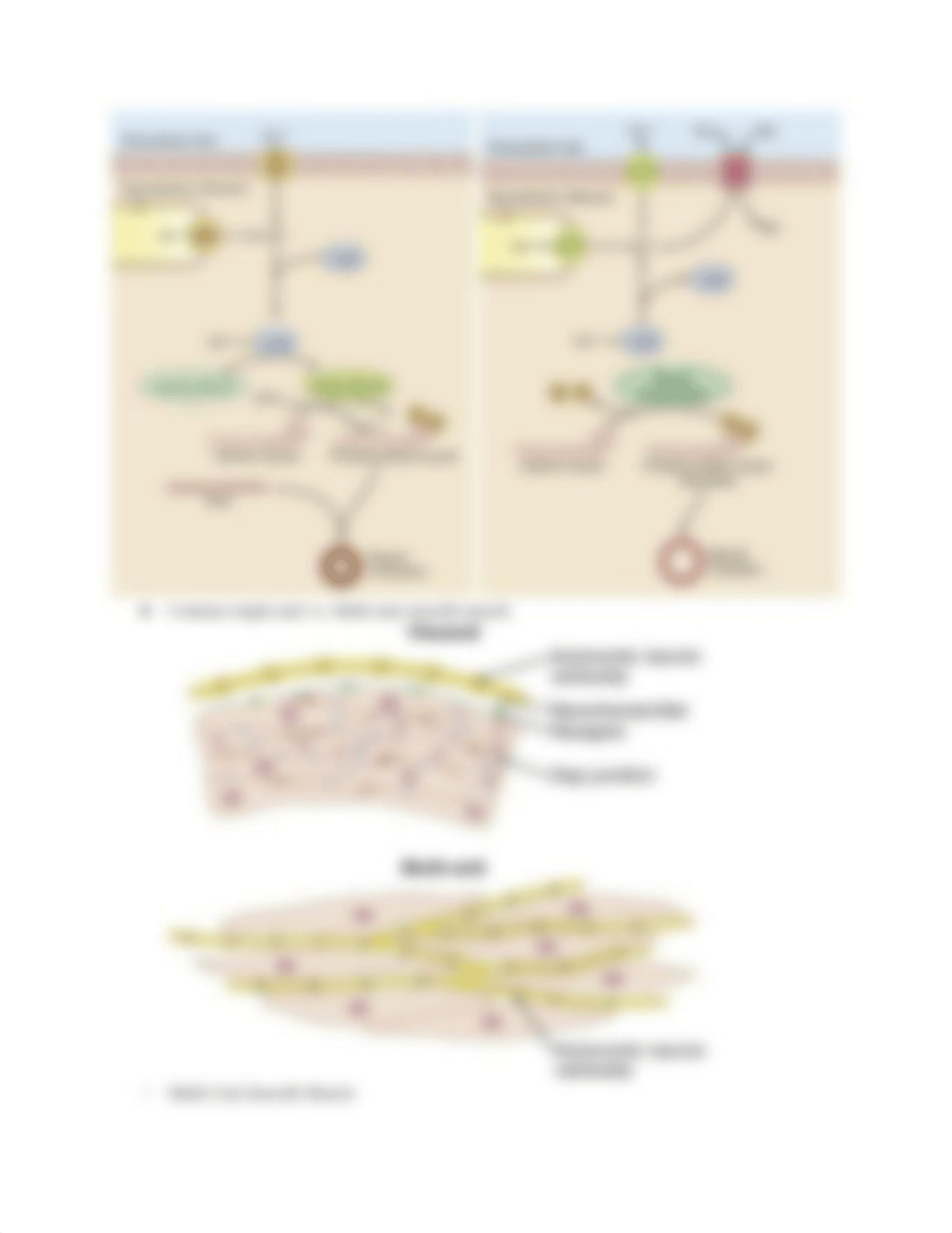 Exam 2 Study Guide.docx_d54ucmvdujp_page3