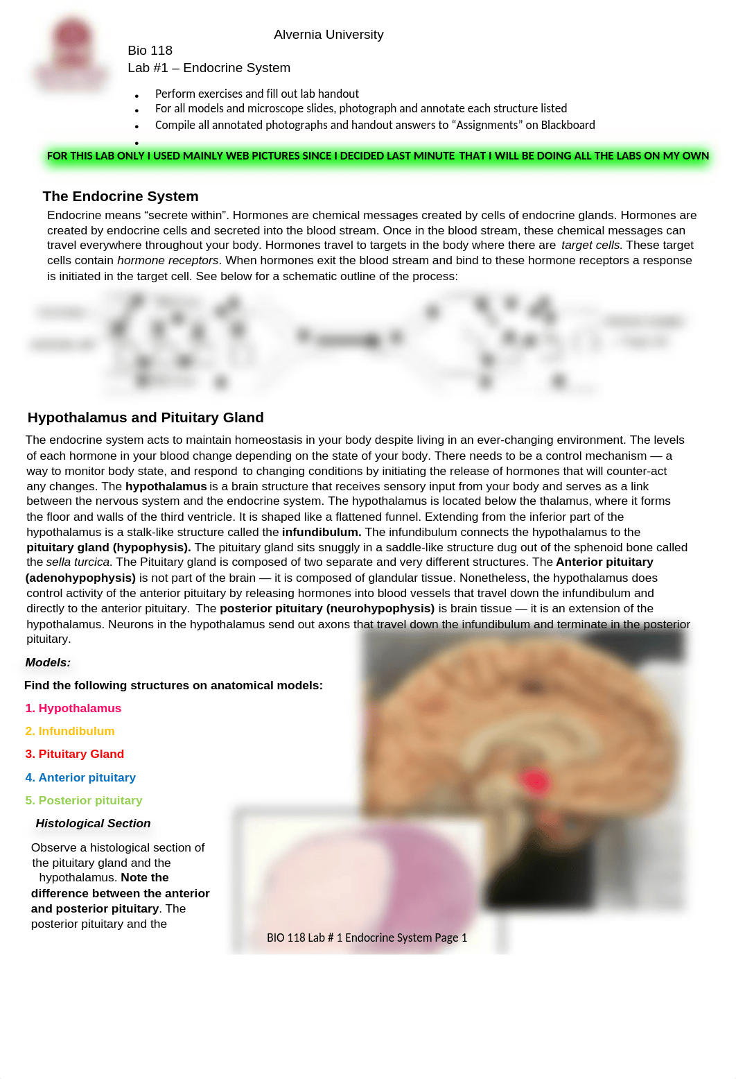 Lab 1 Endocrine System.docx_d54xk7ms975_page1