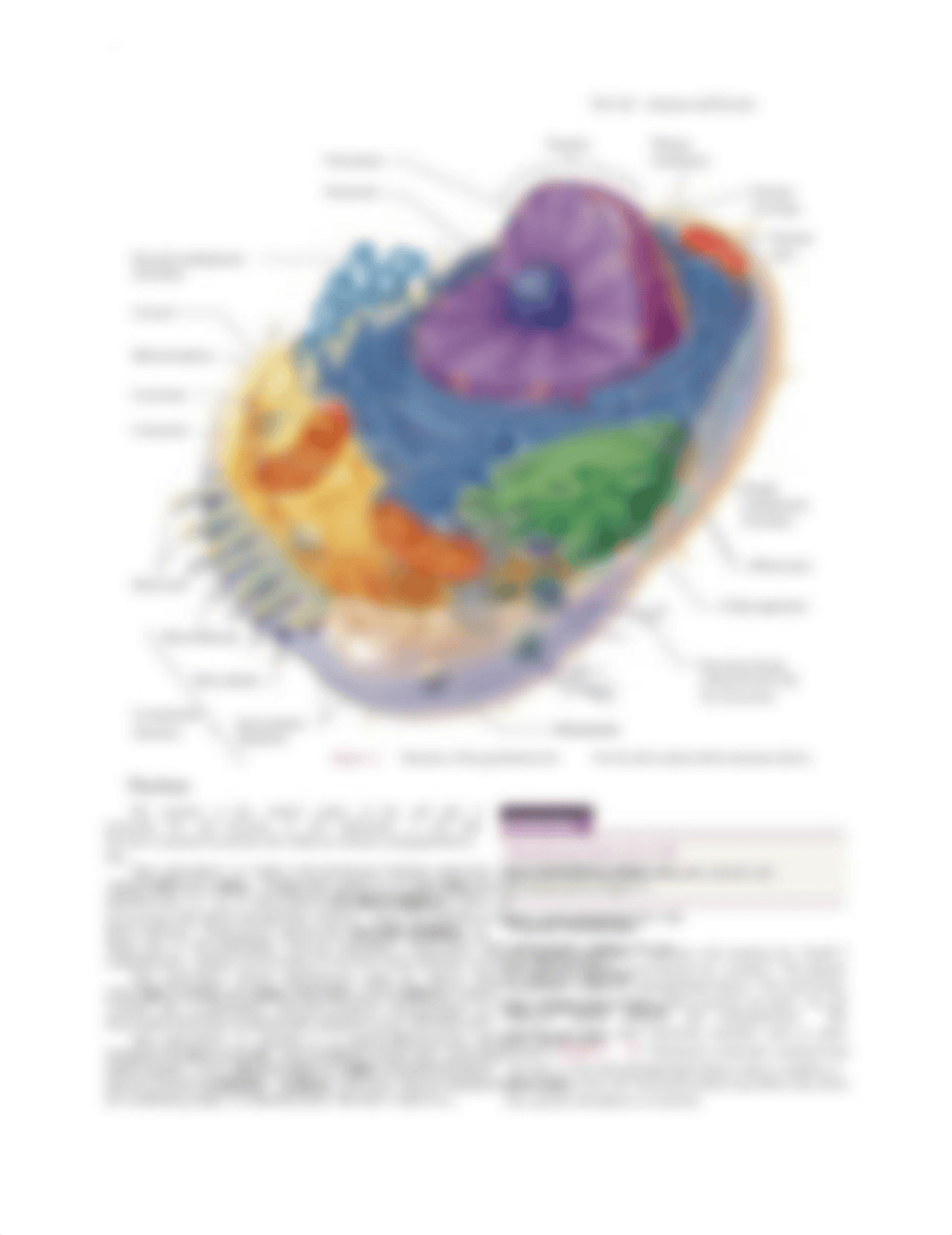 Lab3_Anatomy_Cells_Fa2022sm.pdf_d55wi6xm28f_page2