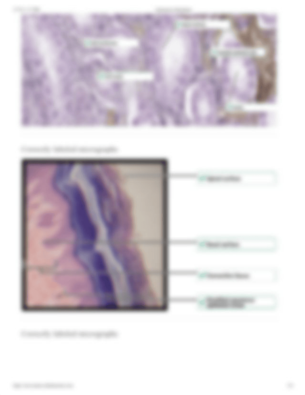 Microscopy - Epithelial Tissue Histology.pdf_d562aw7livy_page2