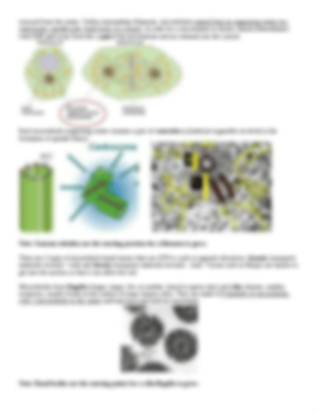 Cytoskeleton.docx_d564xijt6xu_page2