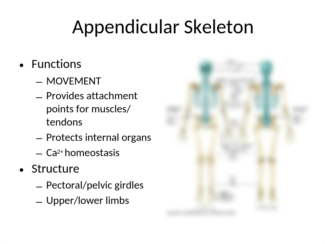 Appendicular Skeleton Lab (3).pptx_d56uwqcpsj1_page4