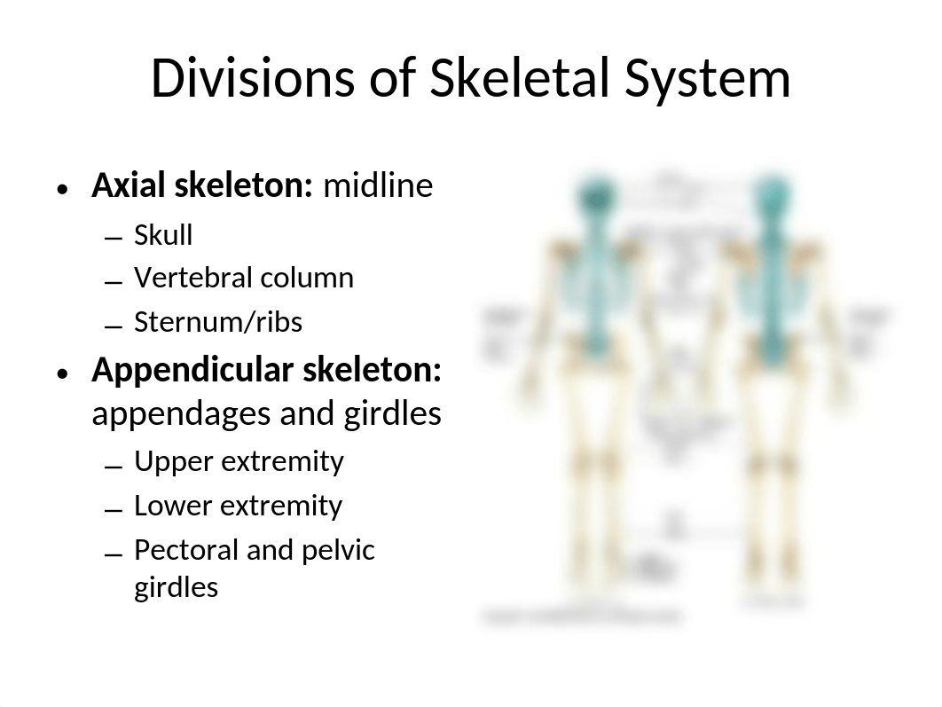 Appendicular Skeleton Lab (3).pptx_d56uwqcpsj1_page3