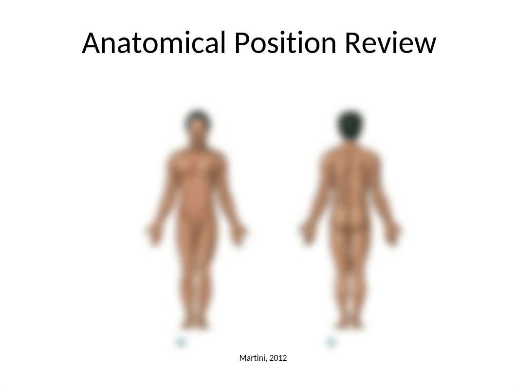 Appendicular Skeleton Lab (3).pptx_d56uwqcpsj1_page5