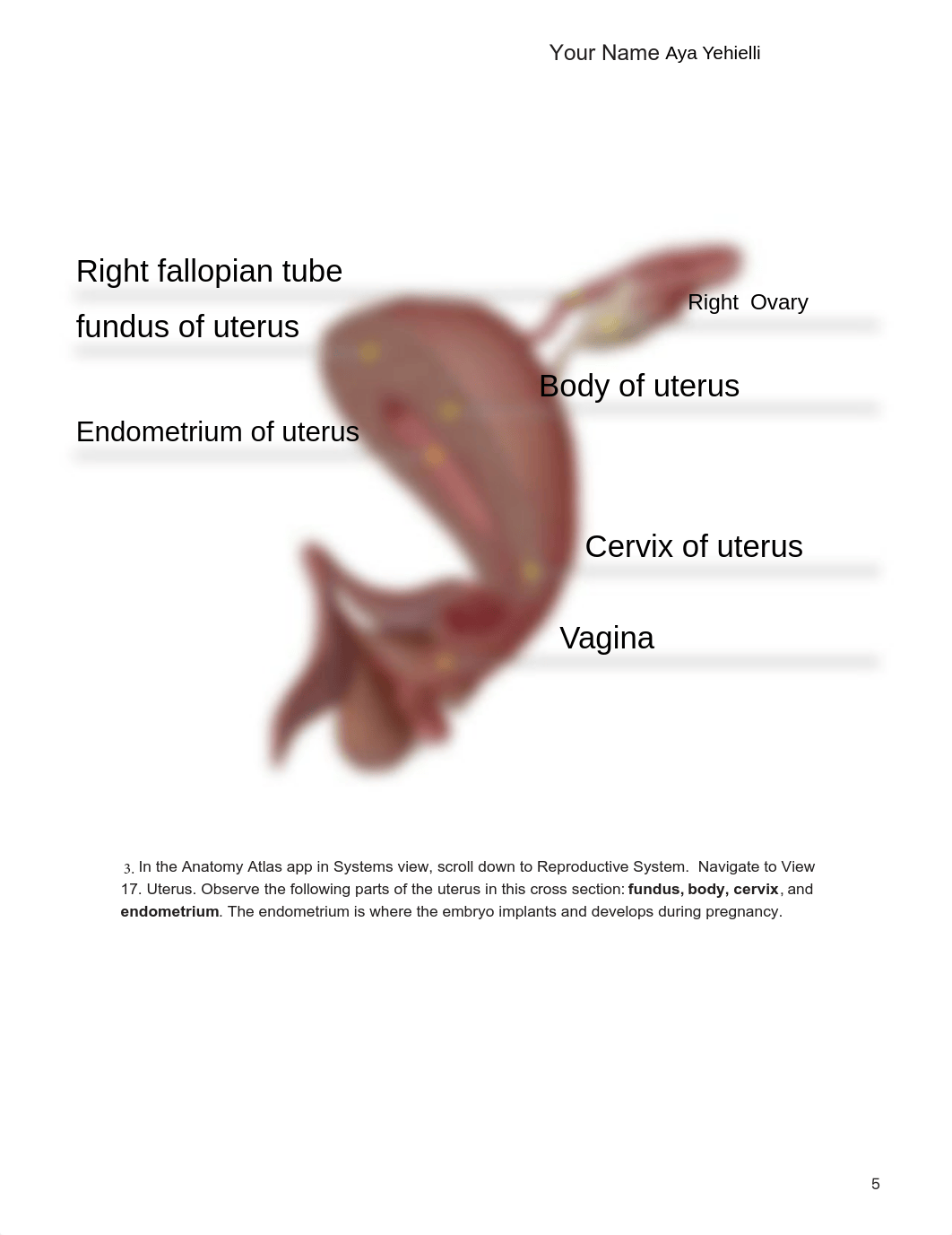 Lab_Activity_-_Female_Reproductive_System.pdf_d57a2bto1wc_page3