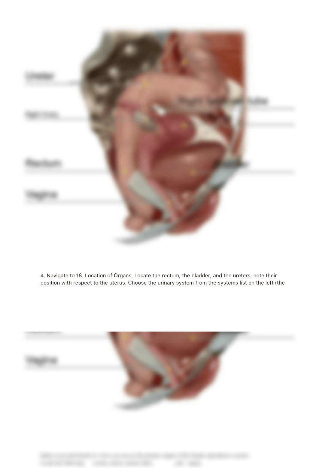 Lab_Activity_-_Female_Reproductive_System.pdf_d57a2bto1wc_page4