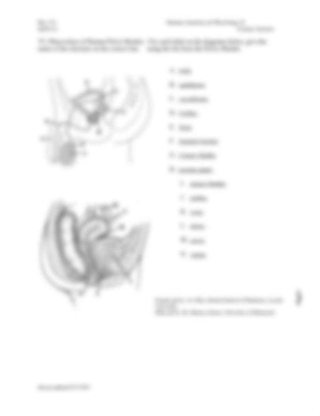 Latshaw_BIO 151 Lab #11 Urinary ff (1).docx_d58qexvv6qy_page3