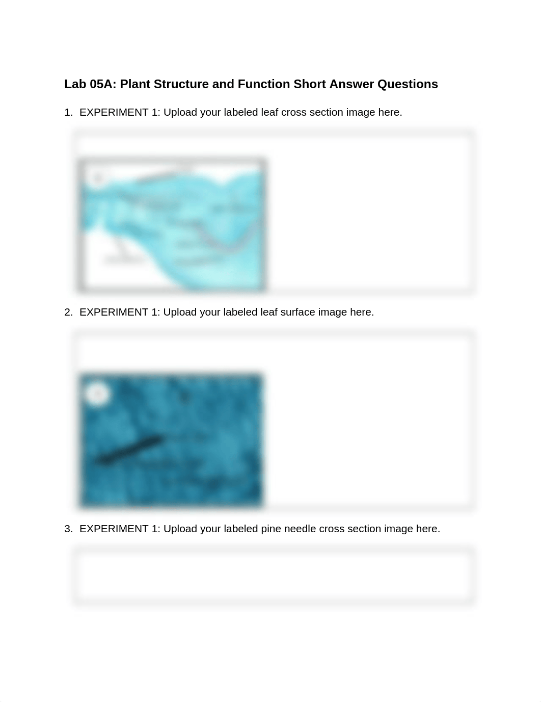 Lab 05A Plant Structure and Function Short Answer Questions.docx_d59h326nbug_page1