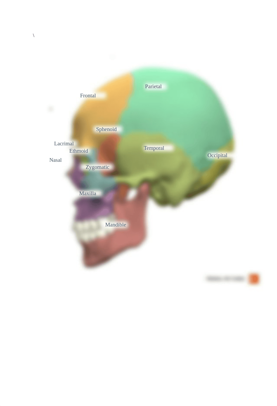 Week 6 Virtual Lab Skeletal System.docx_d59lf27kinx_page3