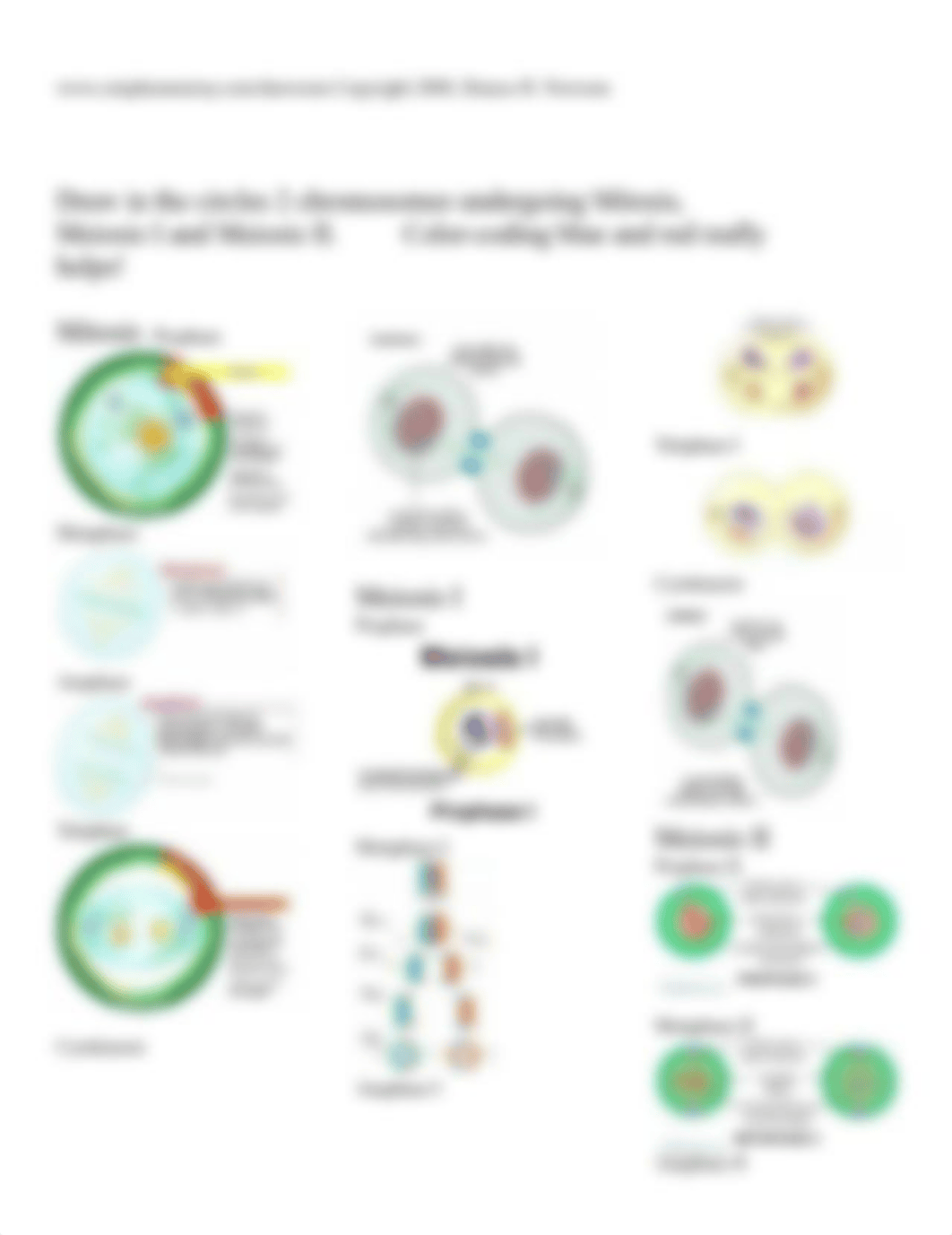 Mitosismeioisis Tyler.docx_d59ttd9x0x0_page2