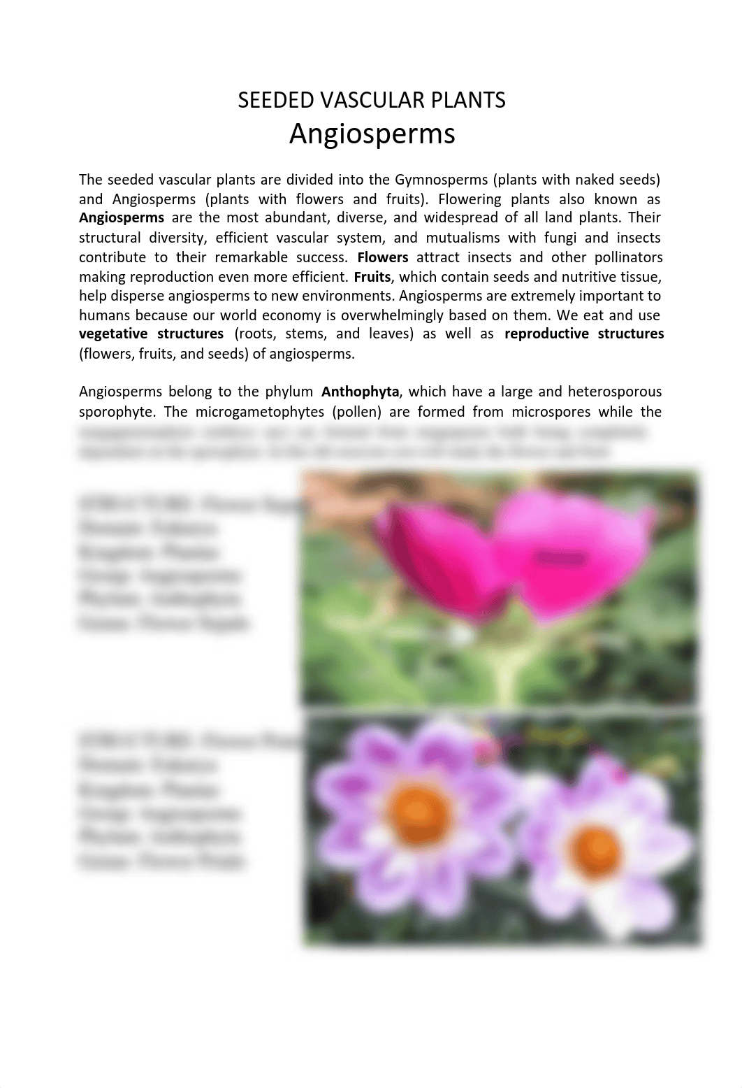 Lab Excercise #31_ Plant Kingdom seeded vascualr plants - Angiosperms.pdf_d5a58xvdsk0_page1