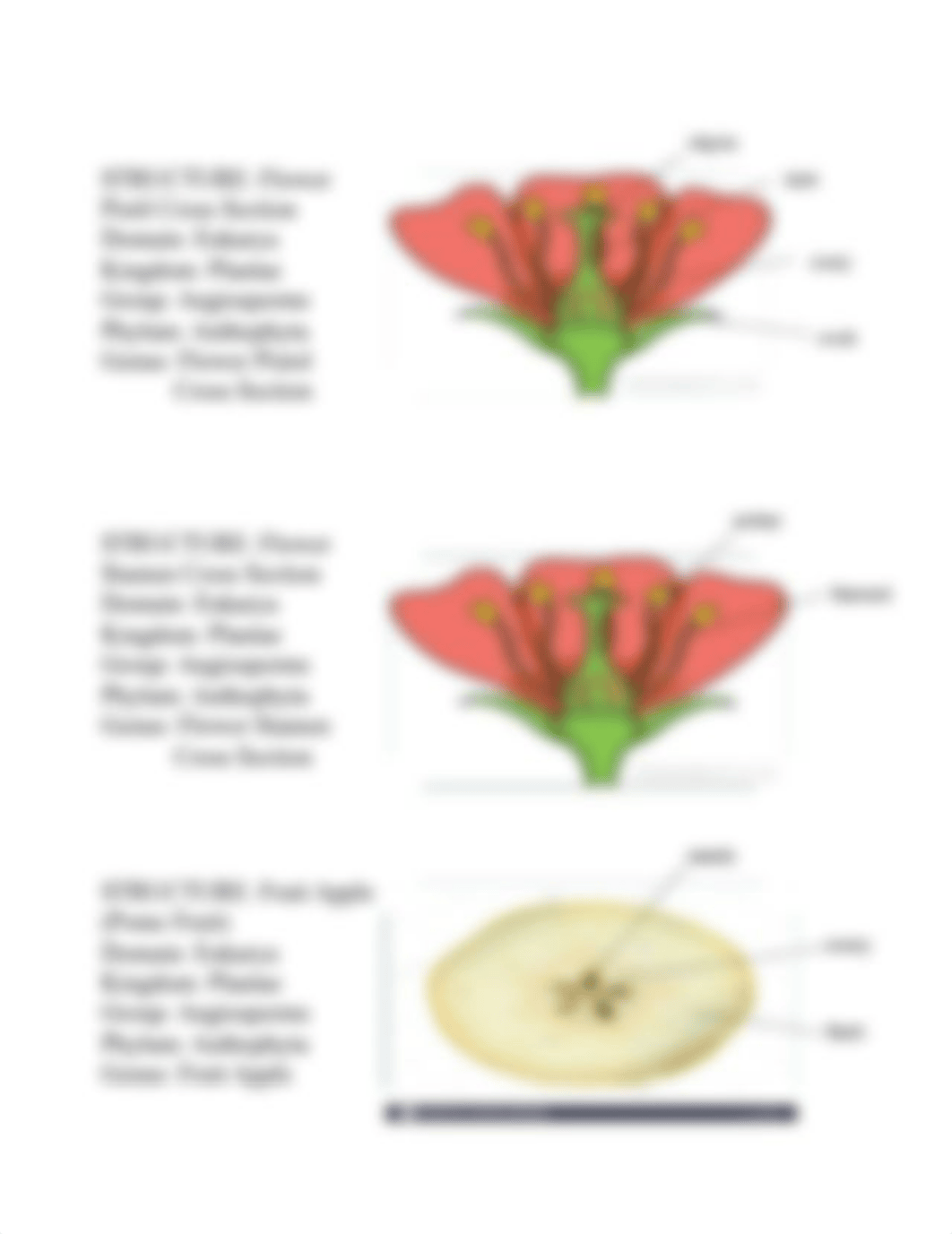 Lab Excercise #31_ Plant Kingdom seeded vascualr plants - Angiosperms.pdf_d5a58xvdsk0_page2