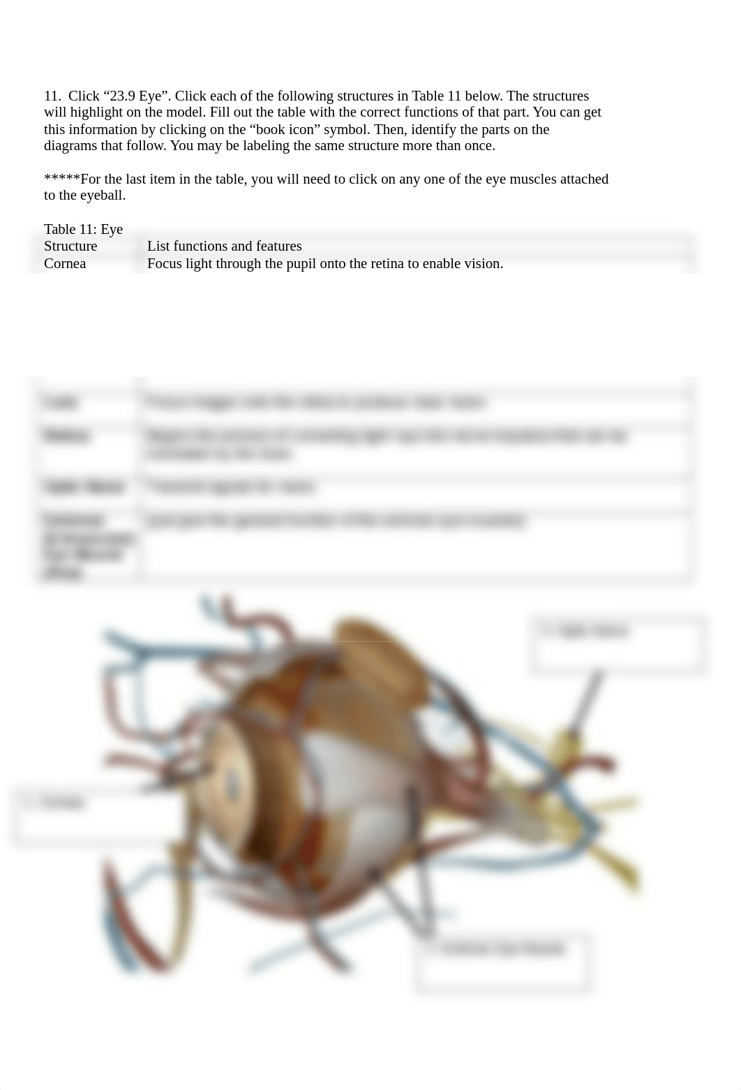 BIO 210 Lab 9 Part 1 The Eye and Ear Anatomy SP2021. Turn in  (1).docx_d5b9dbyr10j_page2