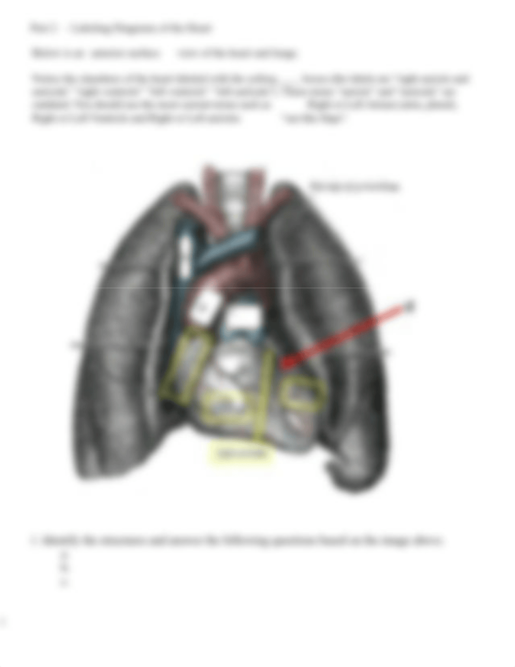 Lab 8-The Heart.docx_d5bmhcps6uz_page2