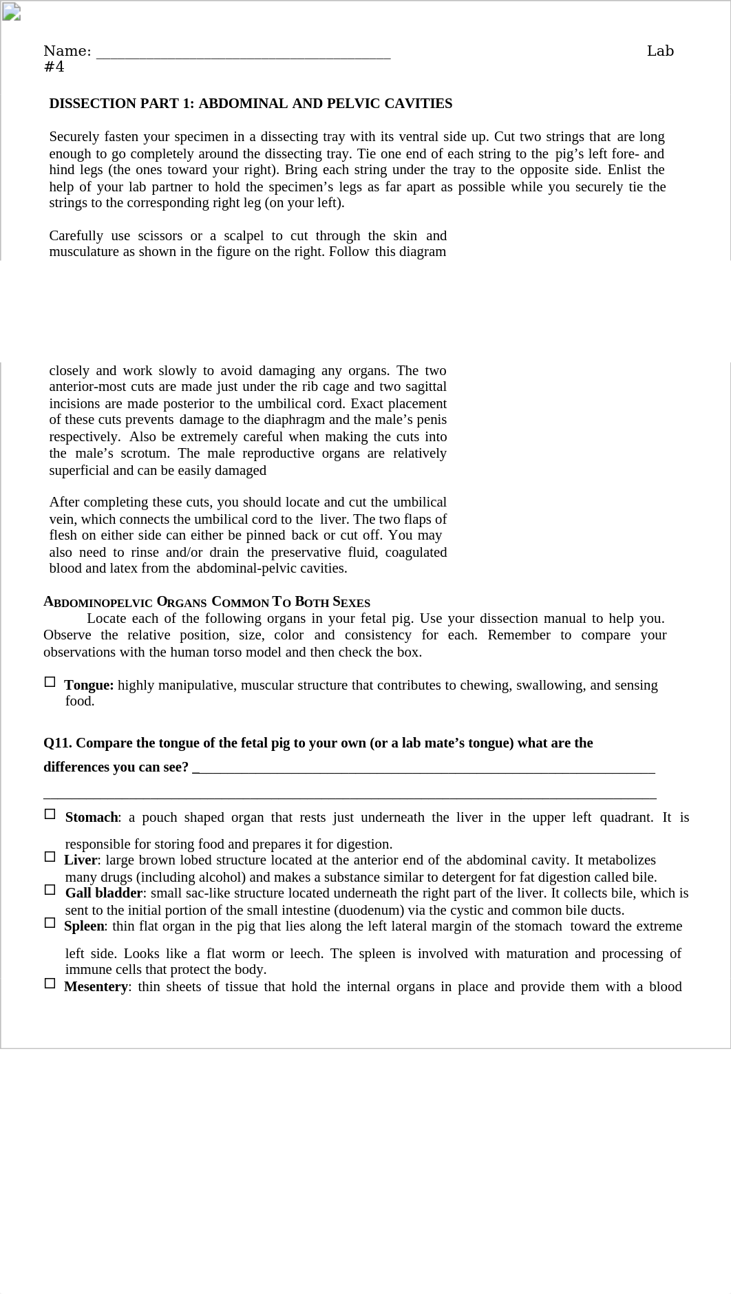 Lab 5 - Fetal Pig Dissections.docx_d5cfqmrqrm1_page2