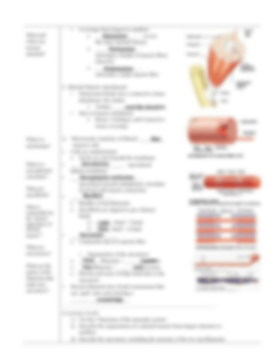 Muscular System Notes Fill In Part 1 (1).pdf_d5coorrqn9j_page3