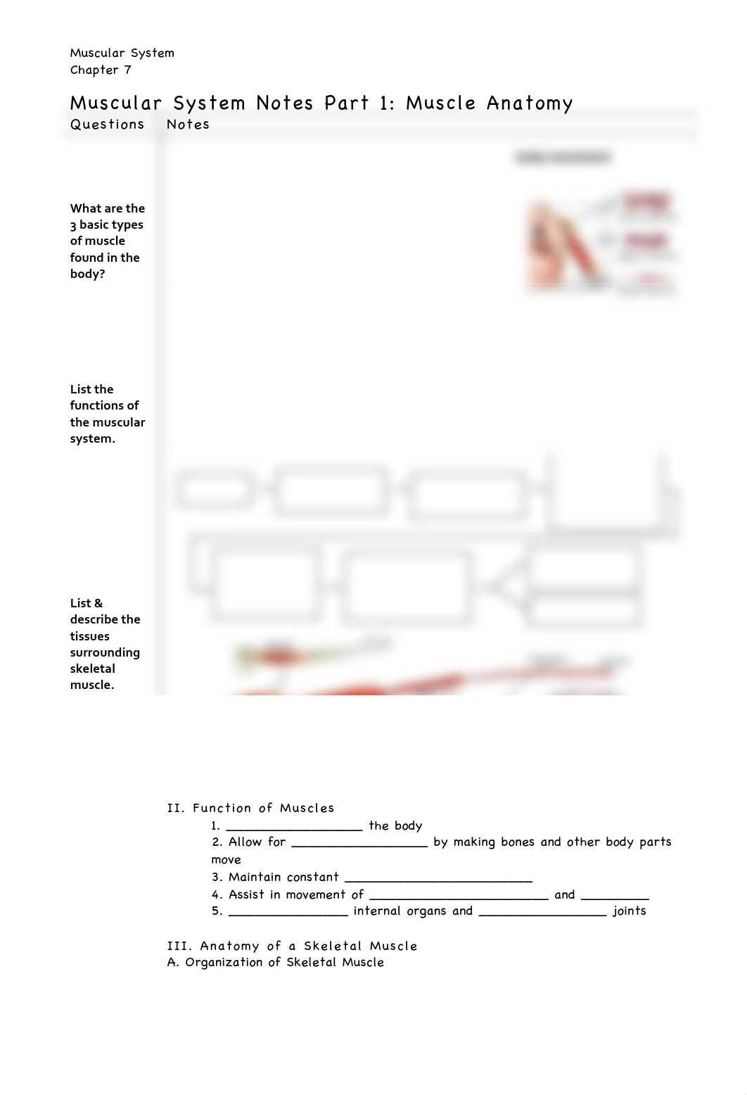 Muscular System Notes Fill In Part 1 (1).pdf_d5coorrqn9j_page1