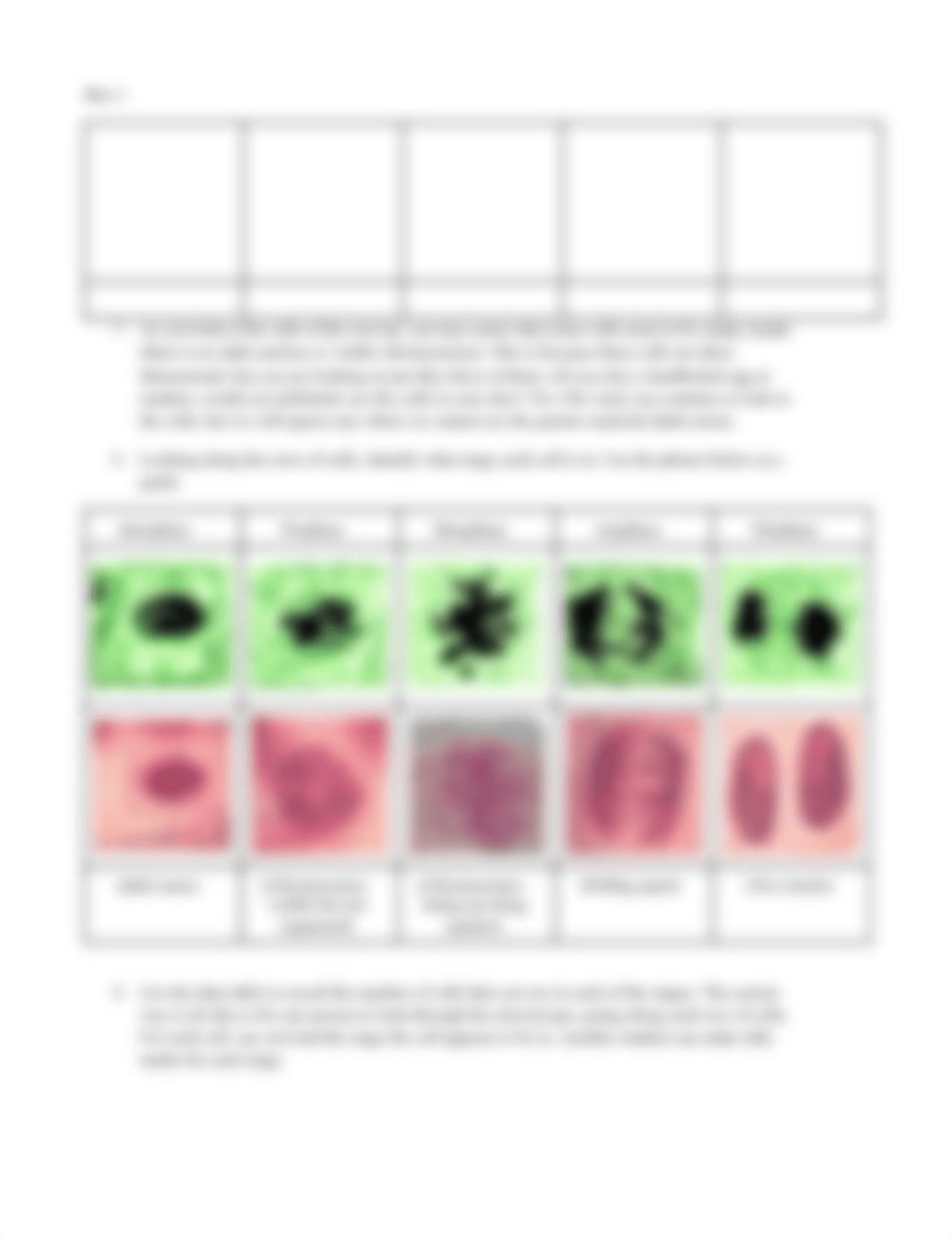 13_Mitosis lab procedure and lab report13.docx_d5ds4r6laz6_page3