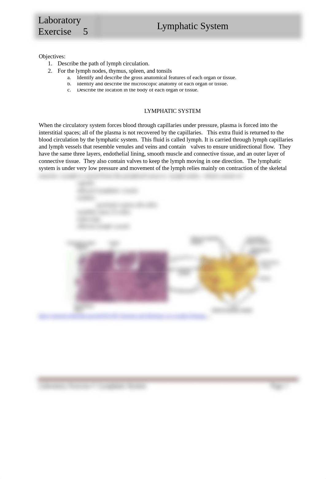 Lab Manual Ex. 5 Lymphatic System.doc_d5eggt7y8vg_page1