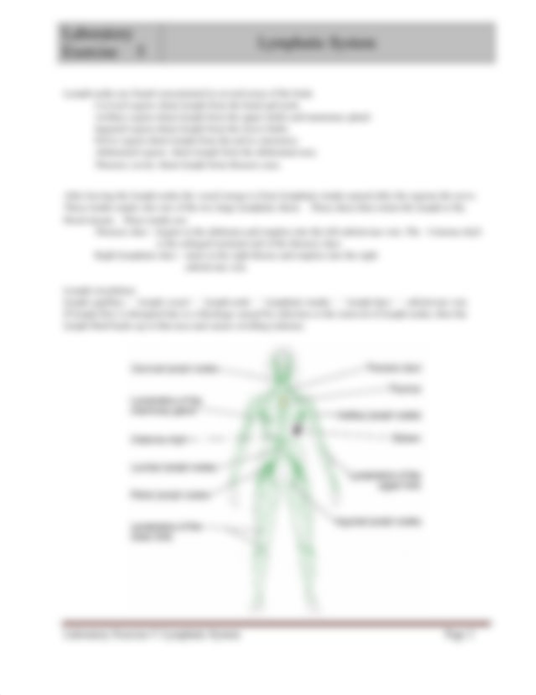 Lab Manual Ex. 5 Lymphatic System.doc_d5eggt7y8vg_page2