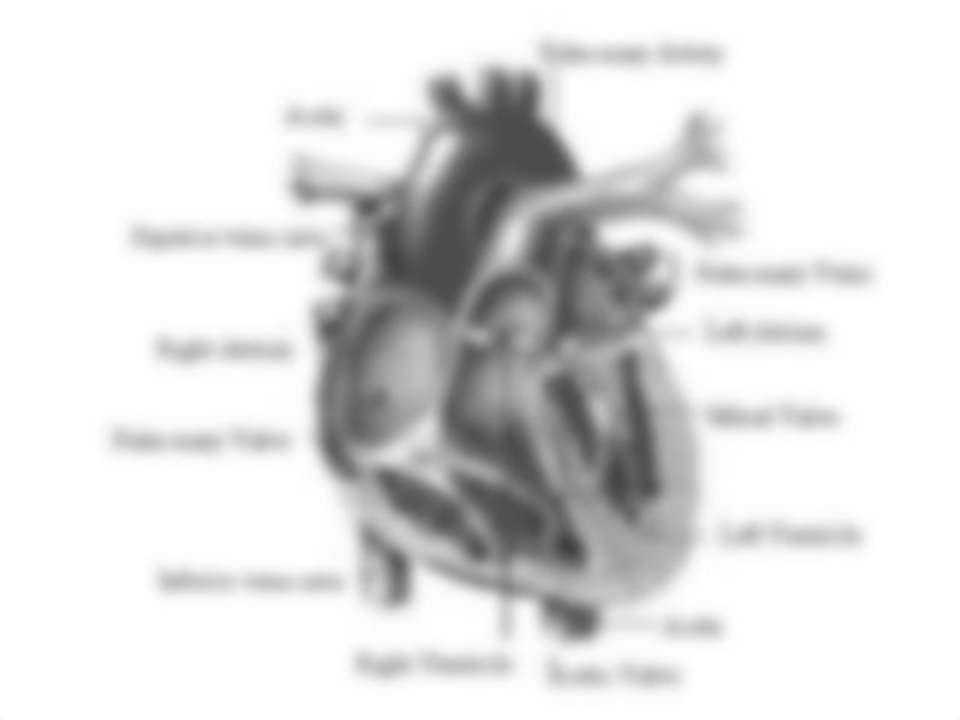 Cardiovascular System_d5f9mn90e46_page2