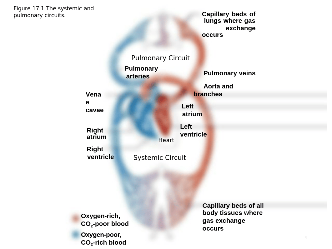 Ch 17 Heart.pptx_d5fhoj37cc2_page4