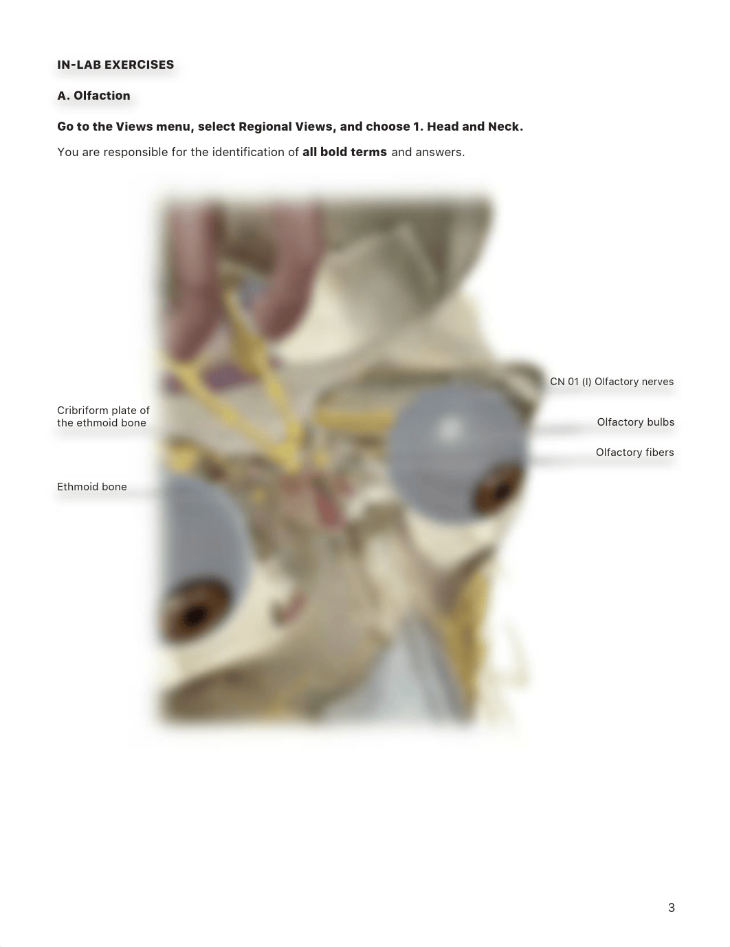 lab manual_senses taste smell_atlas.pdf_d5fs5id58aq_page3