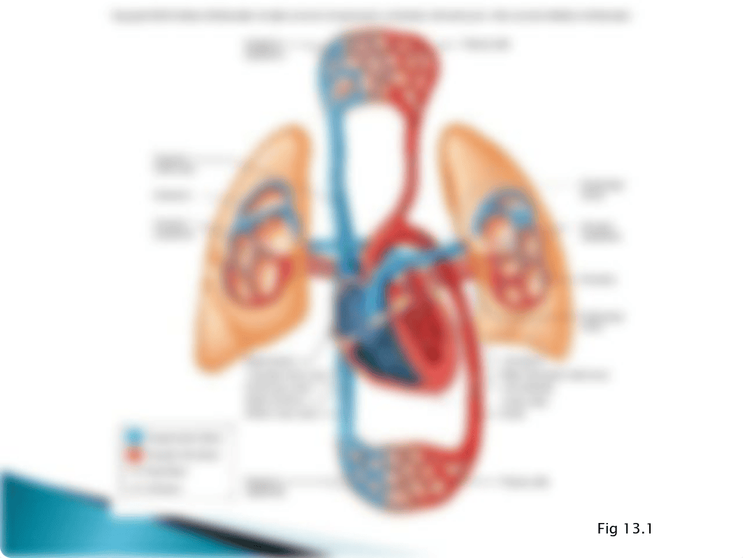 BIO 135 Ch 13 Cardiovascular System_d5gb1b26kco_page3