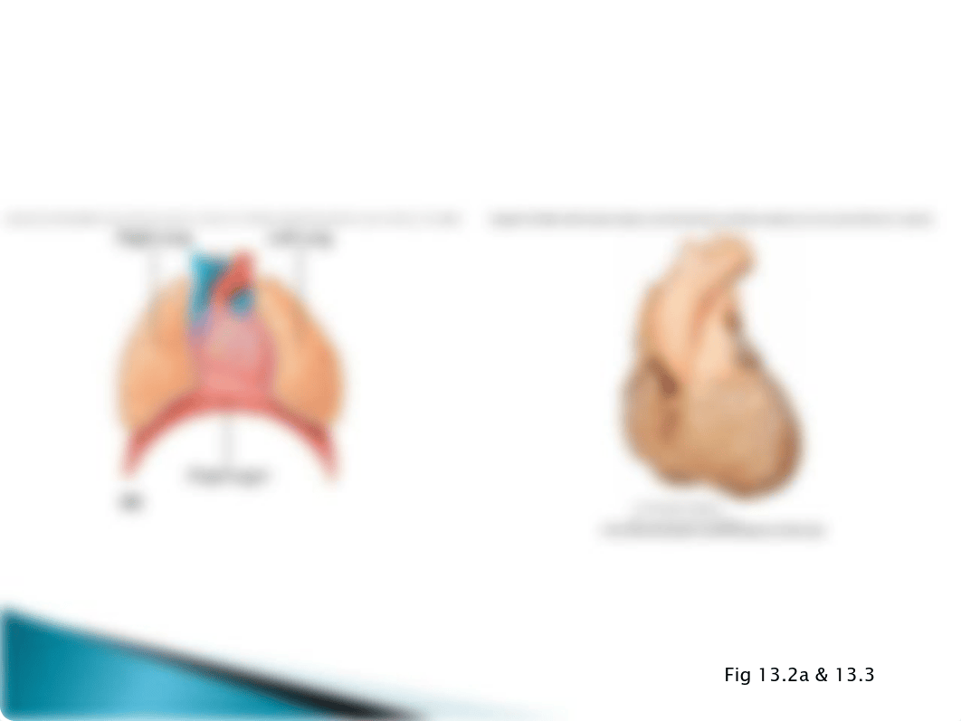 BIO 135 Ch 13 Cardiovascular System_d5gb1b26kco_page5