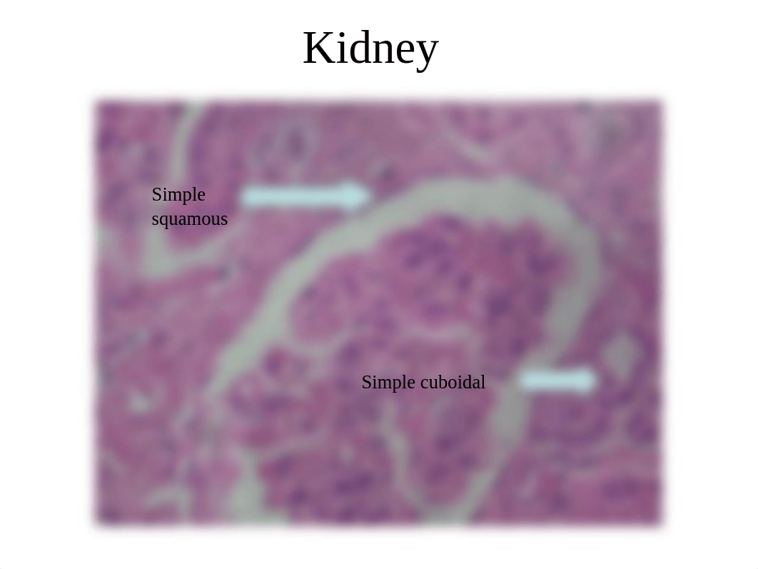 Midterm Picture Quiz copy.ppt_d5gqd95xd66_page3