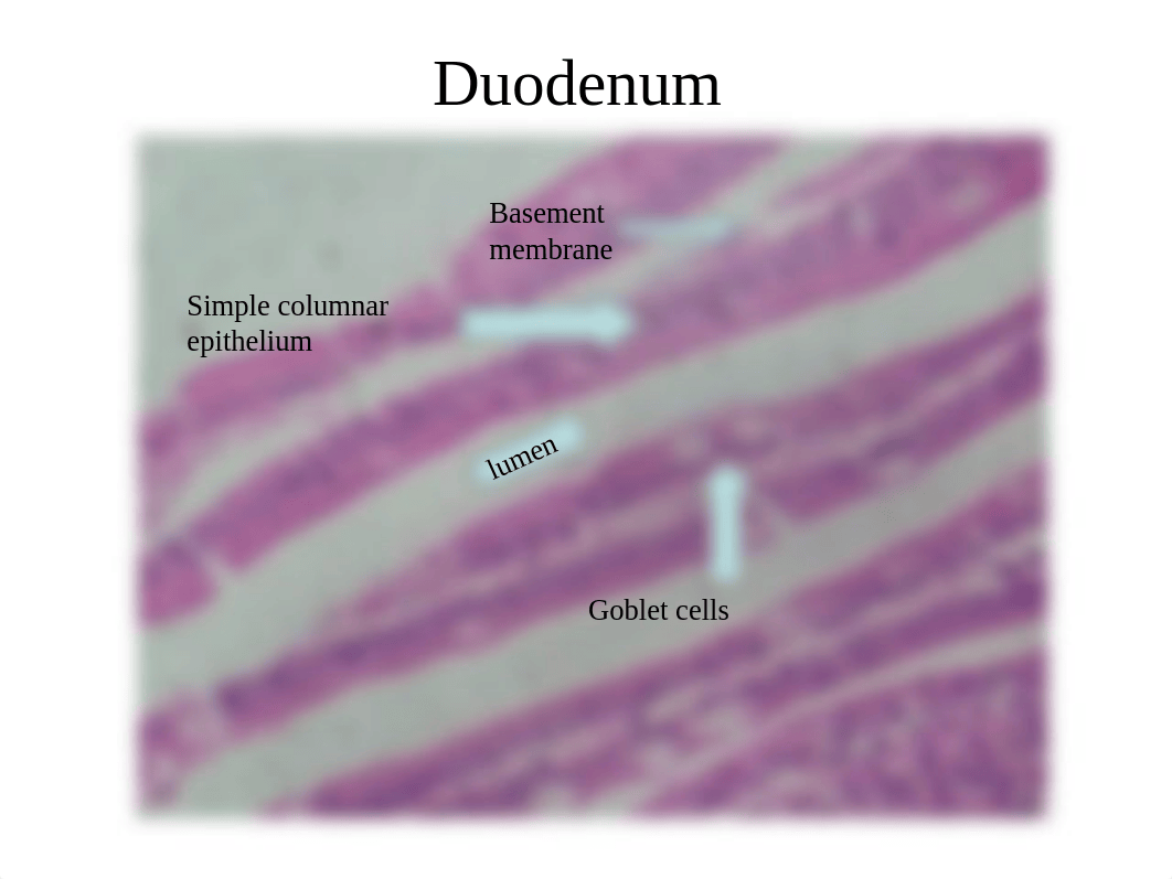 Midterm Picture Quiz copy.ppt_d5gqd95xd66_page4