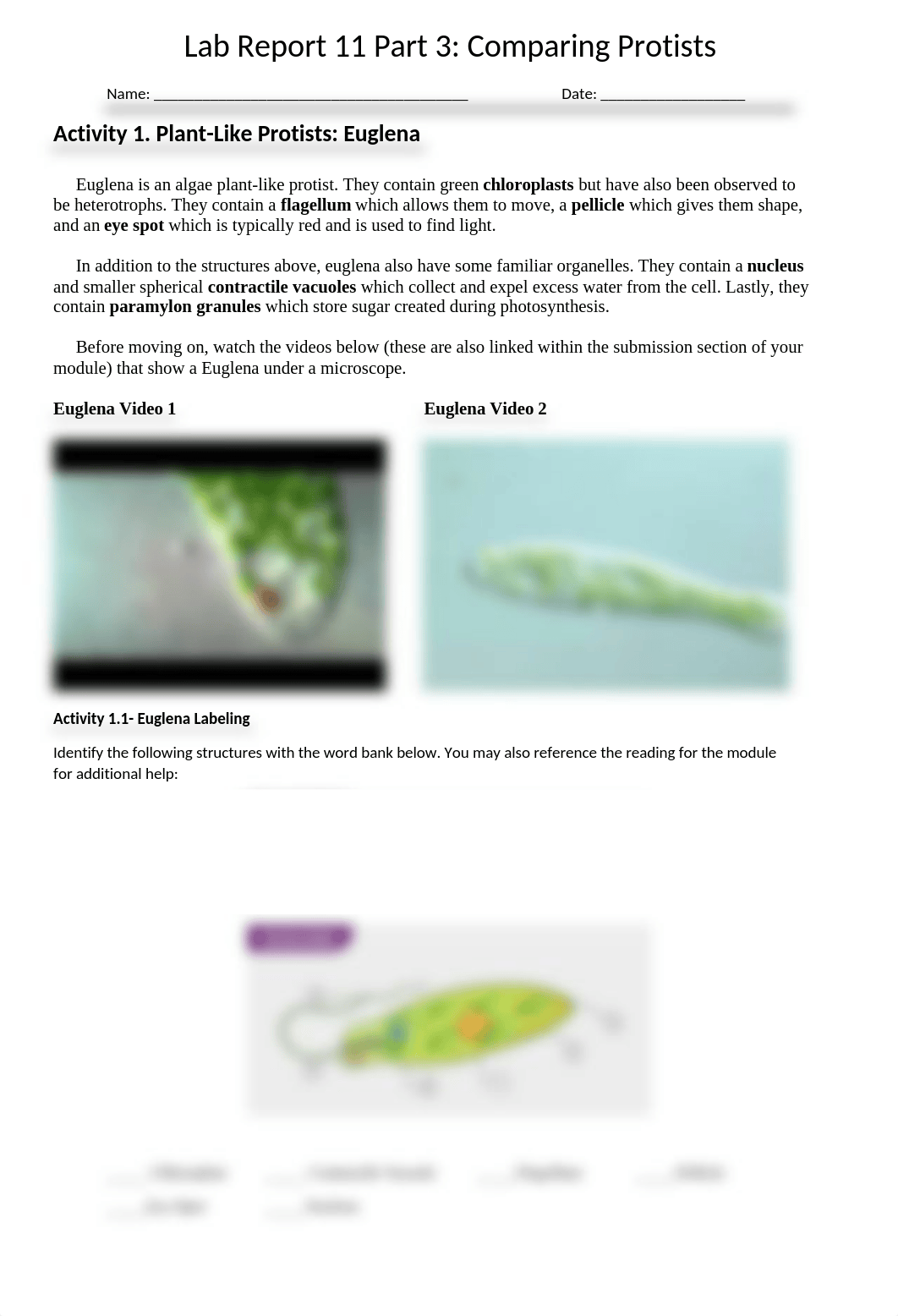 Lab 11 Part 3 Protists (1).docx_d5gtpsl1v2a_page1