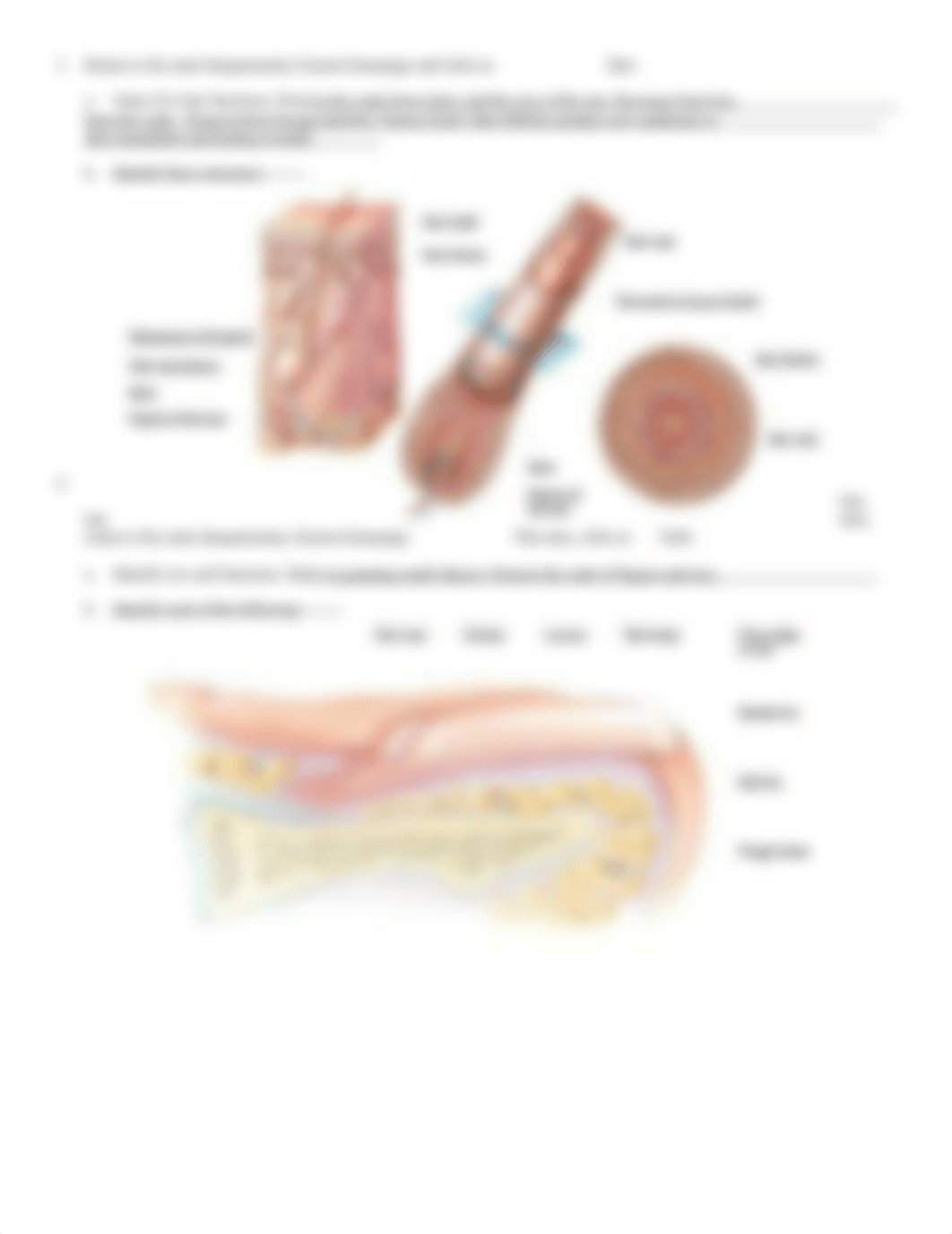 Integument and disease resistance.doc_d5iaid4sctz_page2