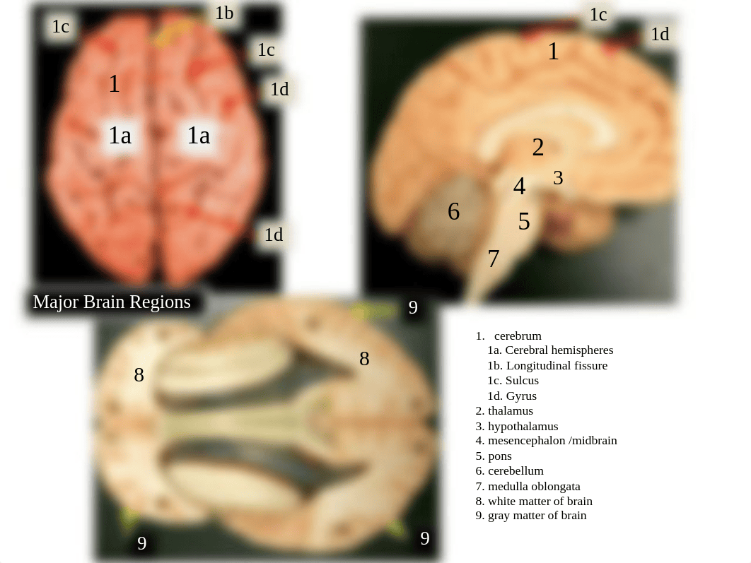 Nervous System Lab Review.pdf_d5ildic8i2n_page3