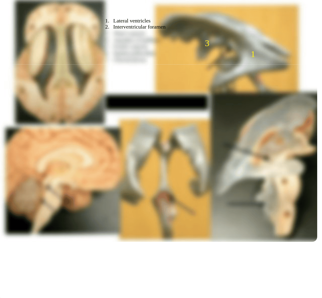 Nervous System Lab Review.pdf_d5ildic8i2n_page5