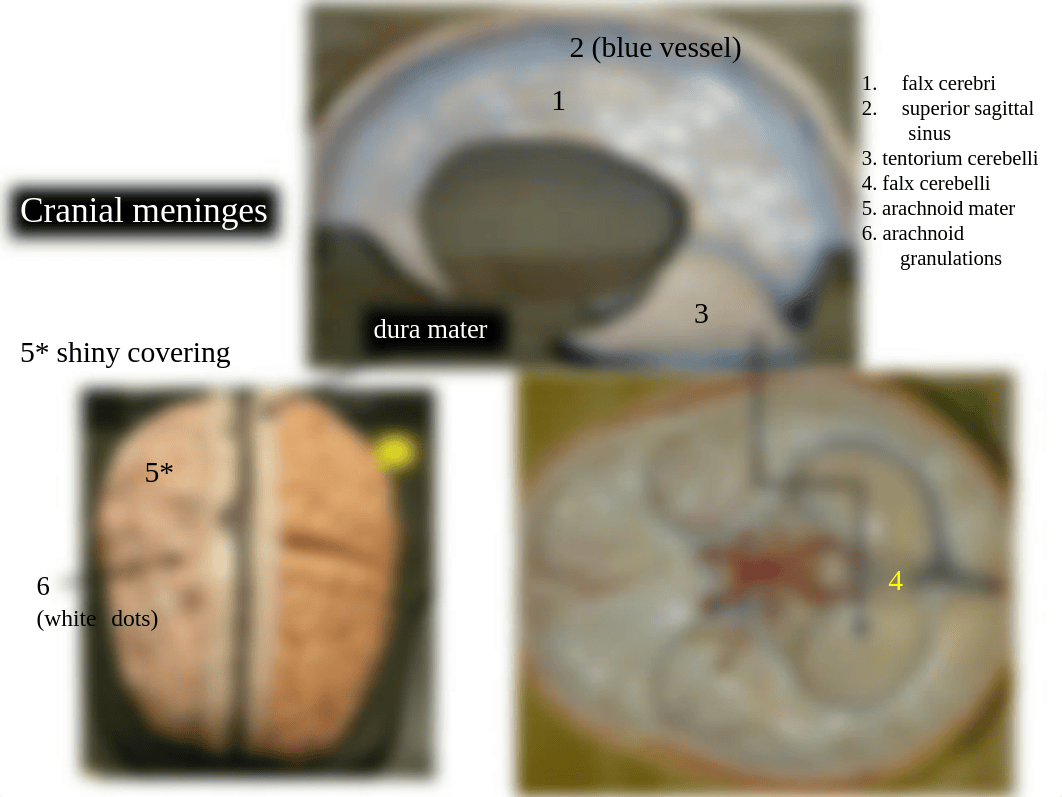 Nervous System Lab Review.pdf_d5ildic8i2n_page4