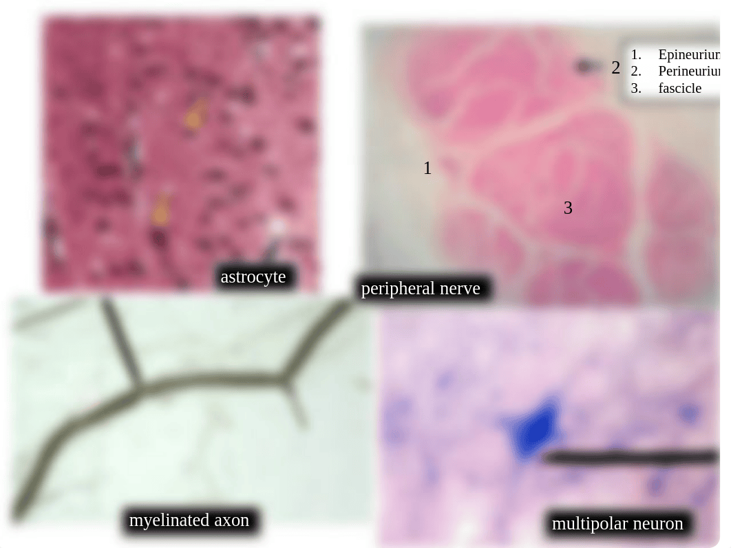 Nervous System Lab Review.pdf_d5ildic8i2n_page1