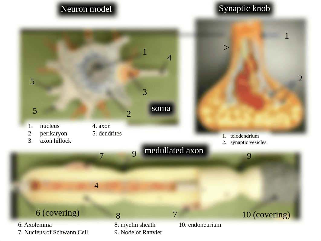 Nervous System Lab Review.pdf_d5ildic8i2n_page2