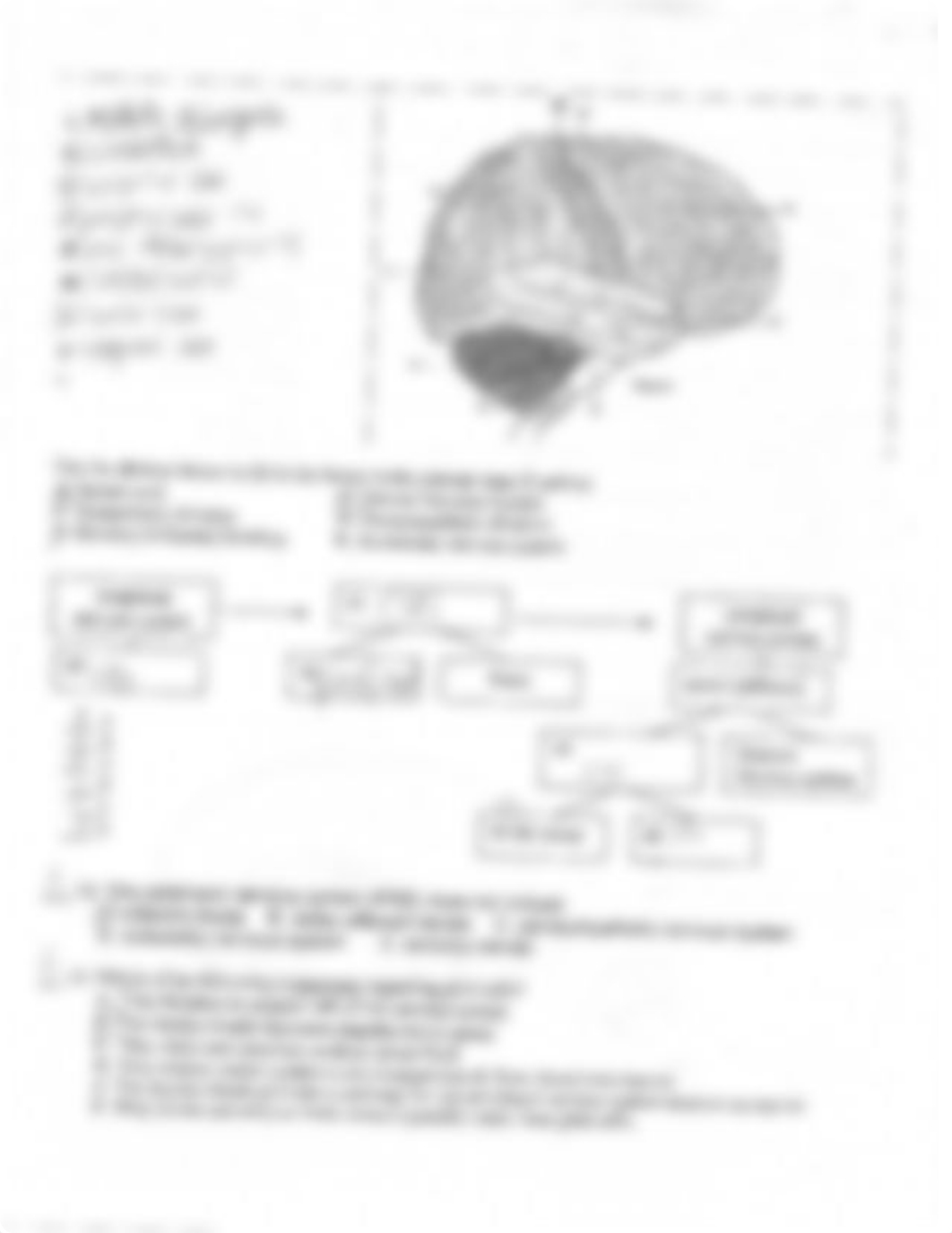 Quiz on the Nervous System_d5imrcqv8by_page3