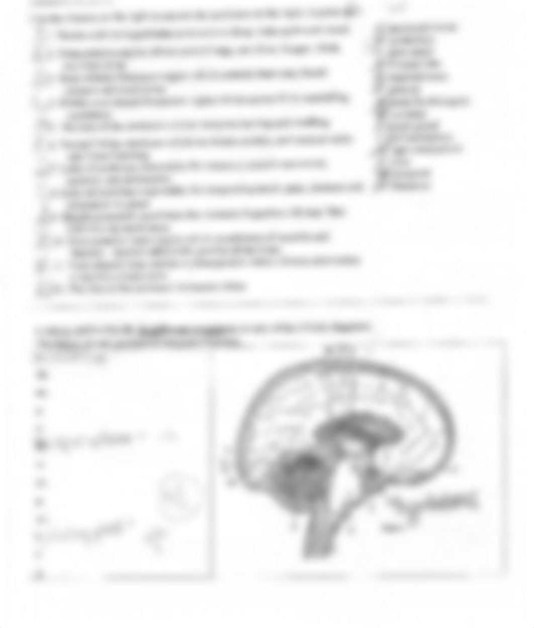 Quiz on the Nervous System_d5imrcqv8by_page2