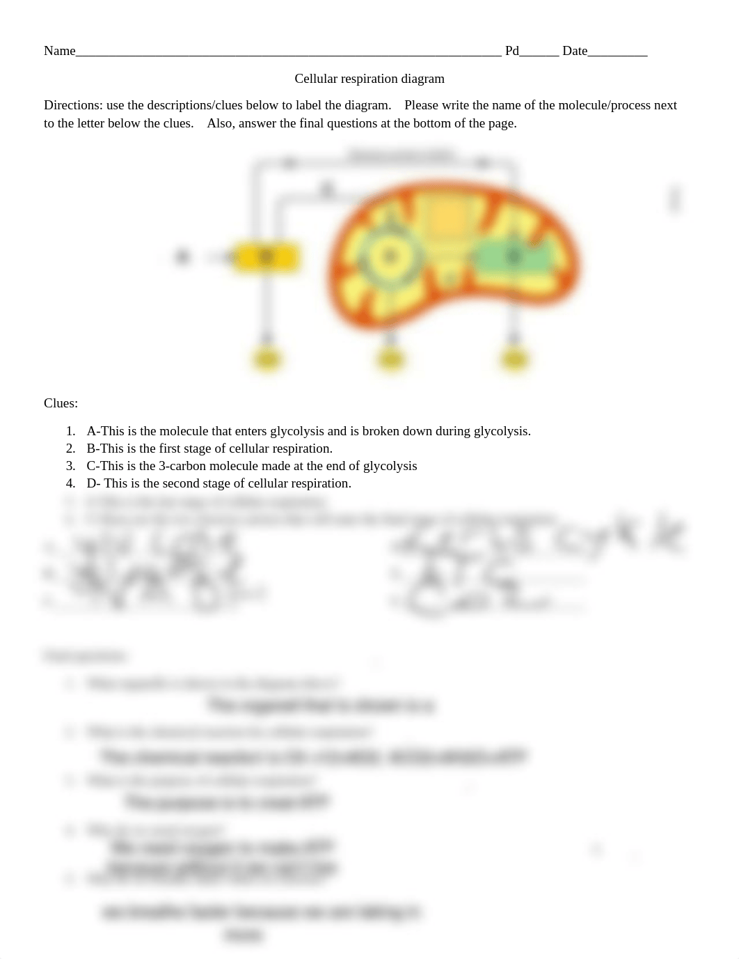 Cellular respiration diagram.pdf_d5iqvdmgyx2_page1