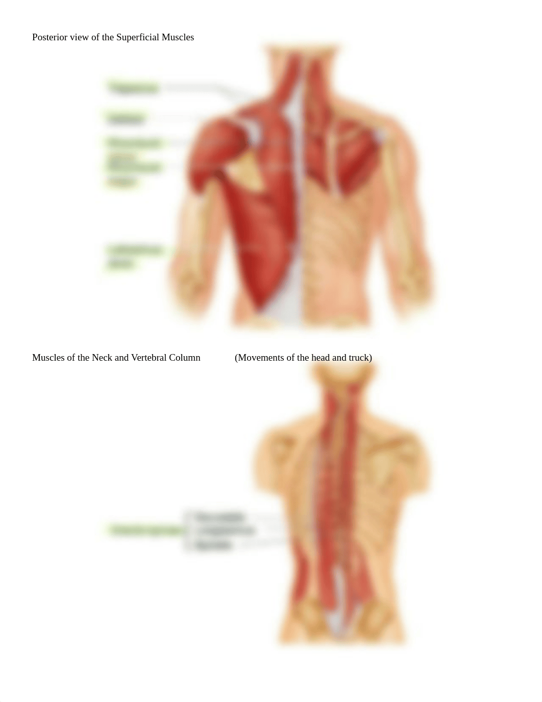 06_Muscles_of_the_Body_d5it6qivf3p_page4