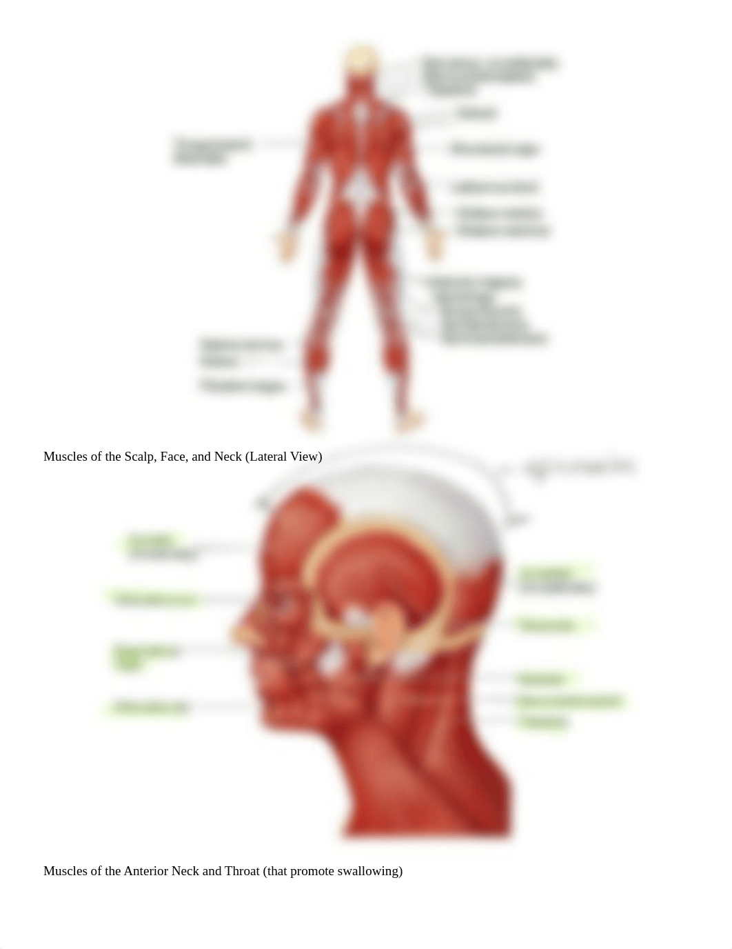 06_Muscles_of_the_Body_d5it6qivf3p_page2