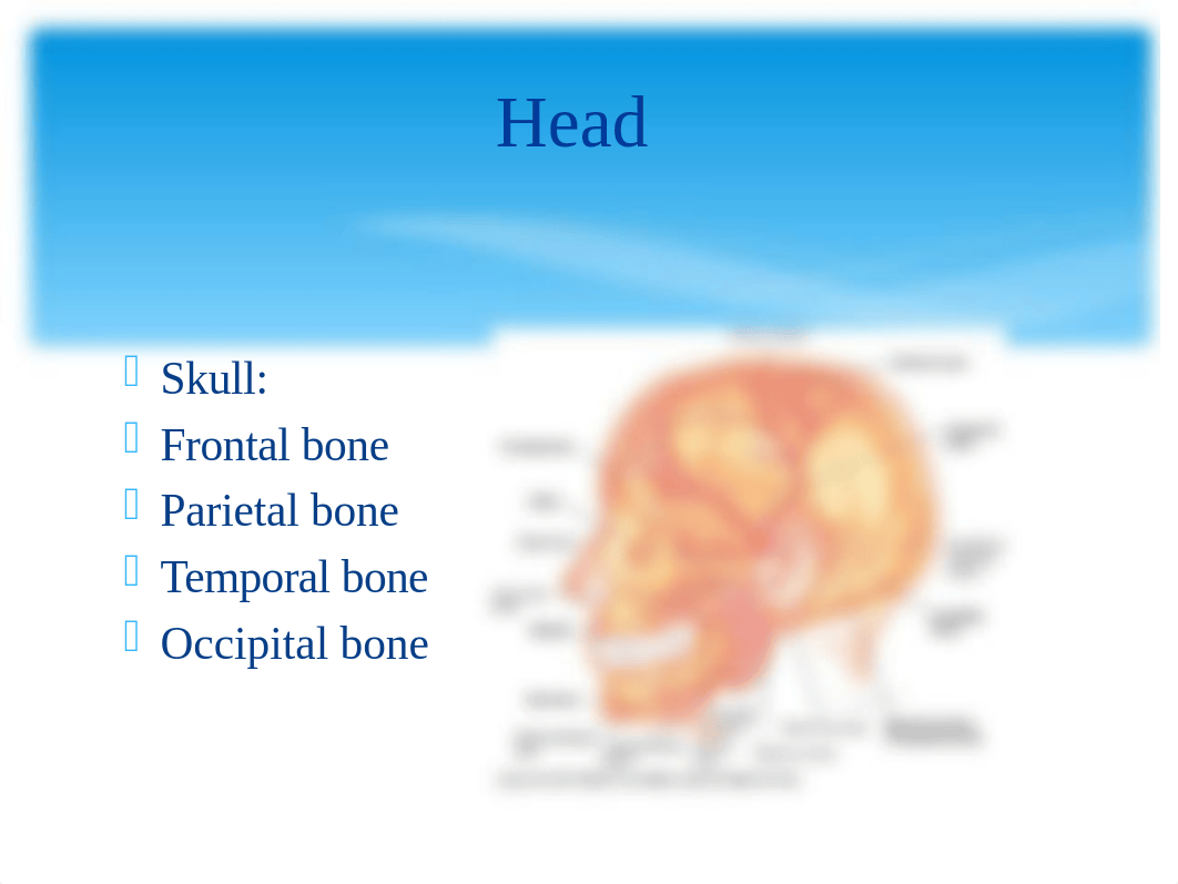 NU650 HEAD-FACE-NECK.ppt_d5iub0kw4w0_page2