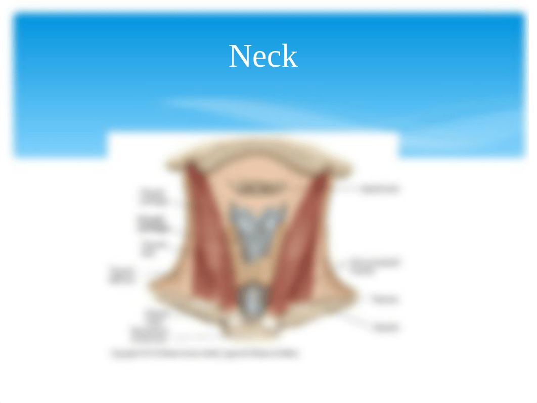 NU650 HEAD-FACE-NECK.ppt_d5iub0kw4w0_page4