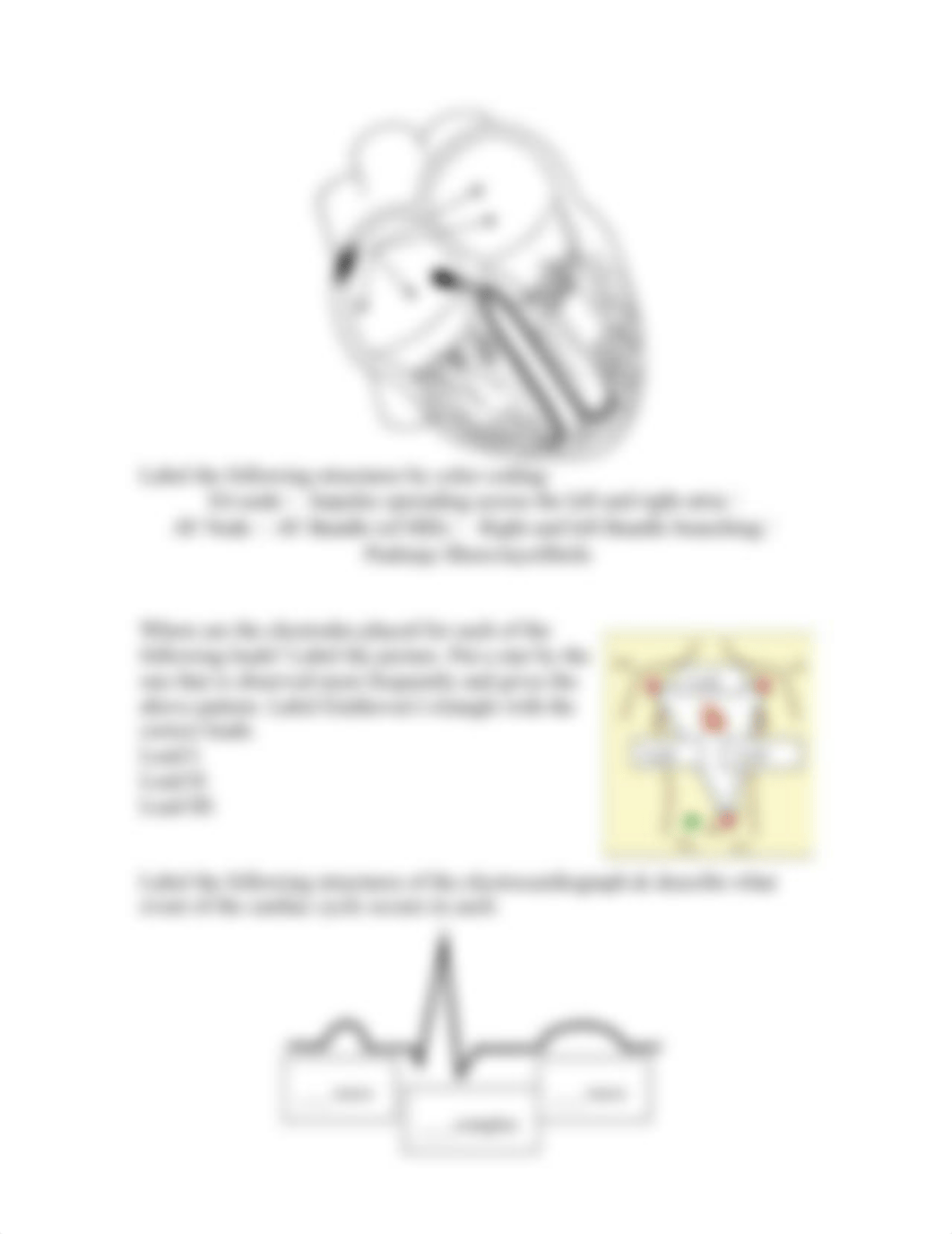 Heart Physiology Lab (1).doc_d5jiei02s6j_page2