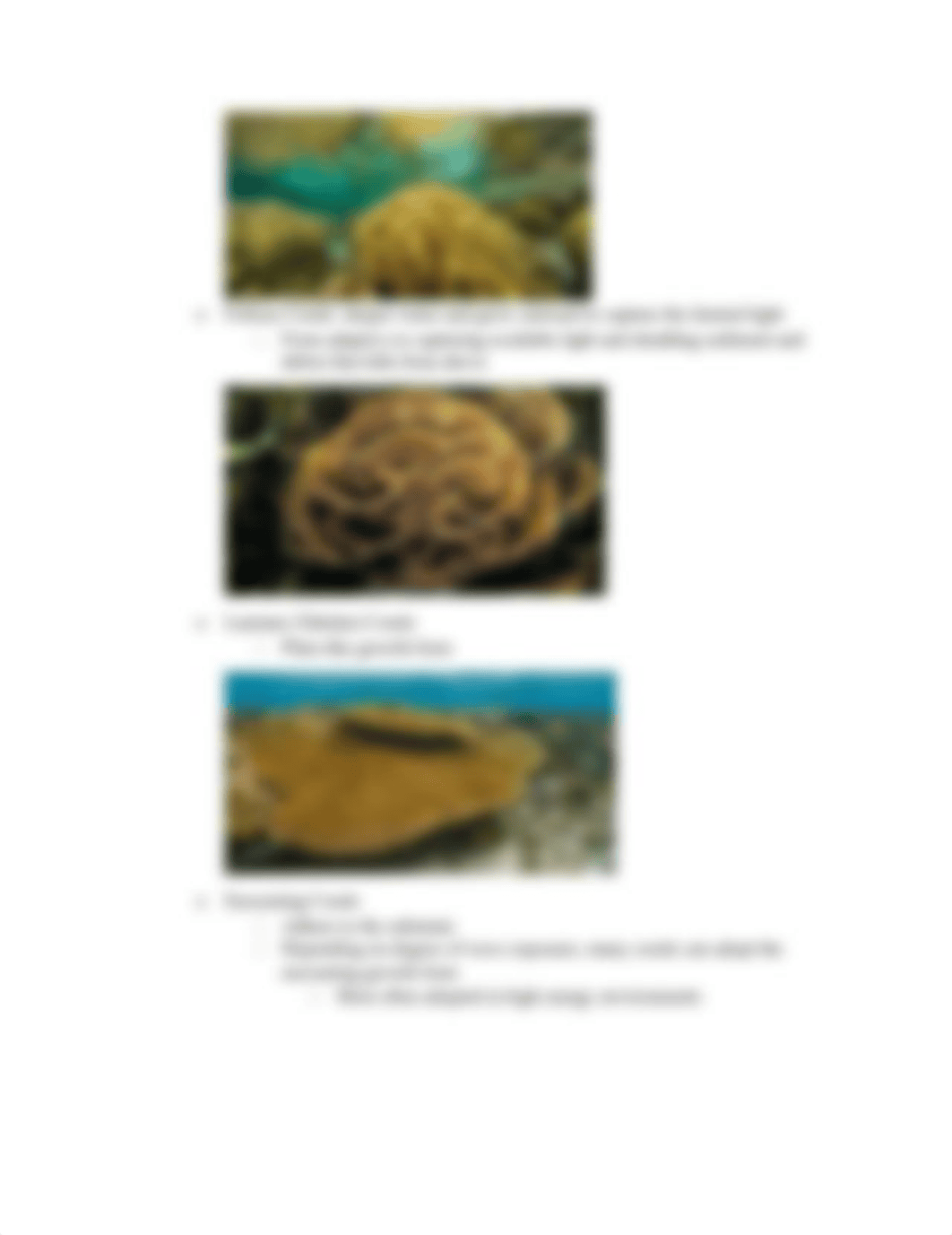 Corals.docx_d5k6d83241z_page4