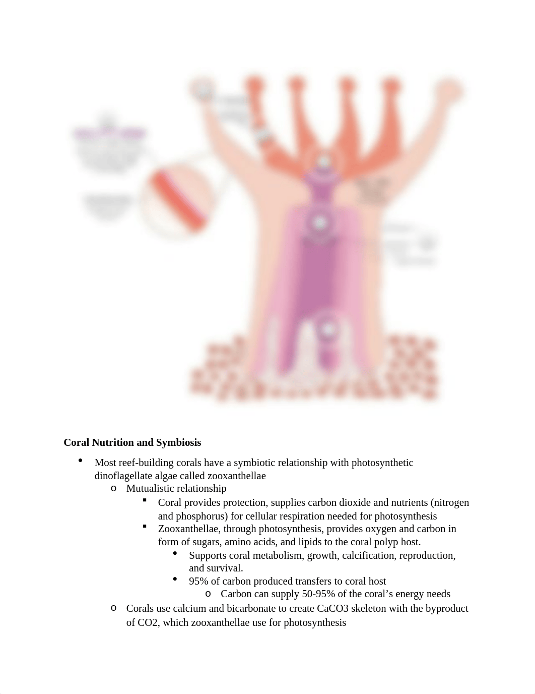 Corals.docx_d5k6d83241z_page2