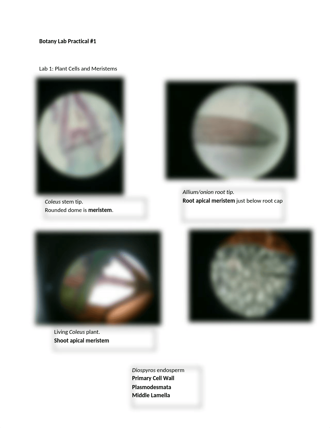 Botany Lab Practical_d5m0ffvsyv7_page1